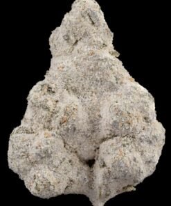 Sluggers Hit Iced Watermelon Z Flower