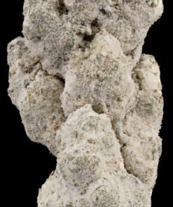 Sluggers Hit Iced Lemon Tree Flower